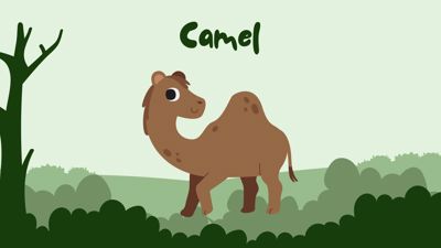 Jungle Wild Animals 