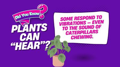Weird & Wild Plant Facts