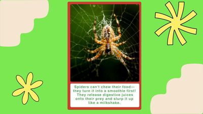 More fun facts?