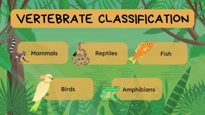 Classifying Animals