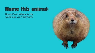 Animal Quiz