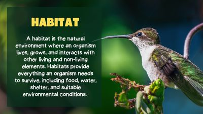 Animal Habitats 